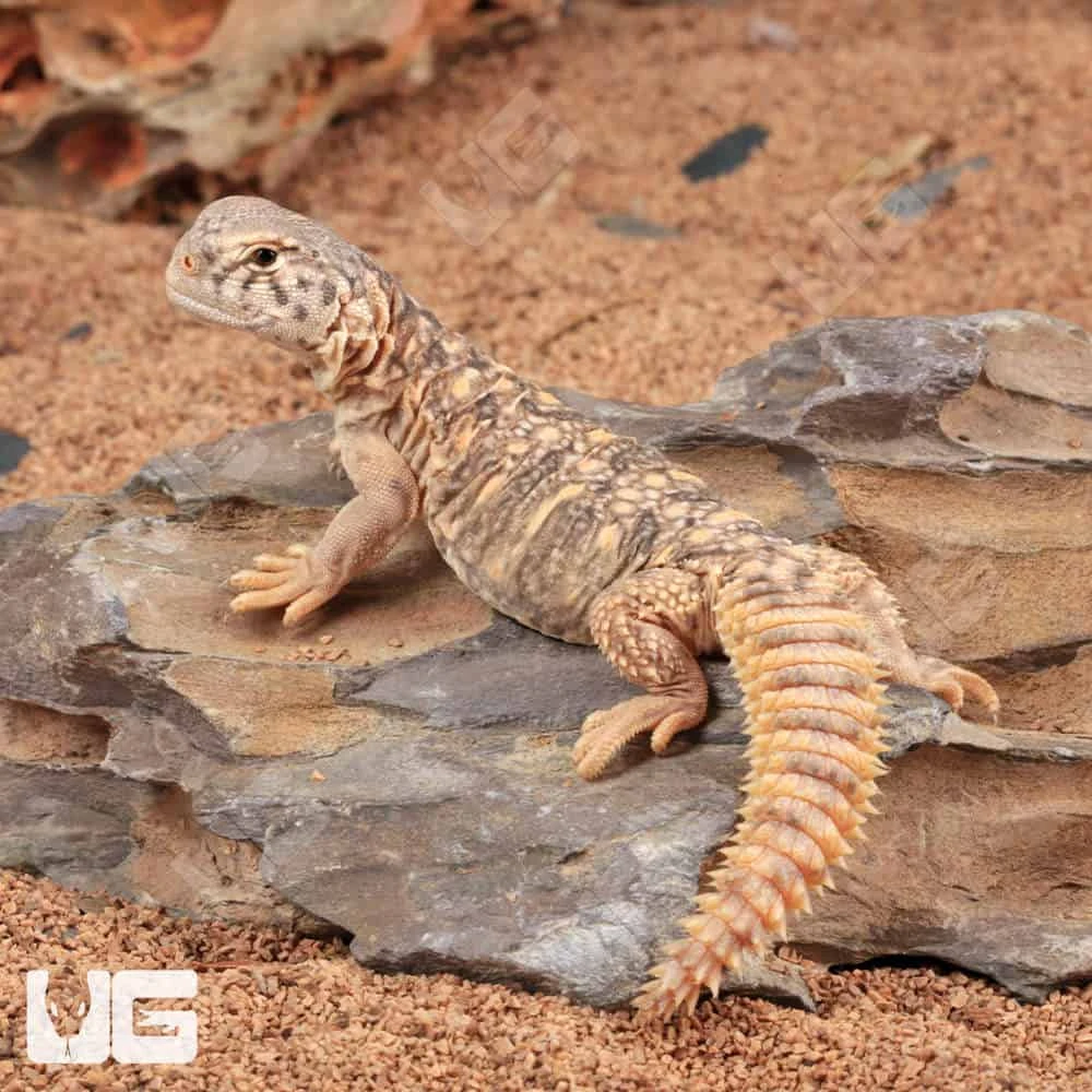 Baby Giant Saudi Arabian Uromastyx