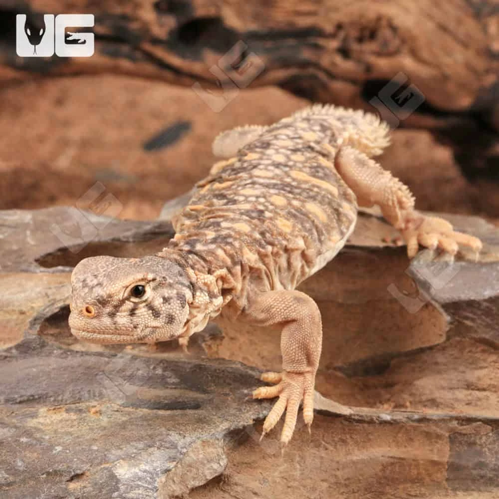 Baby Giant Saudi Arabian Uromastyx - Image 4