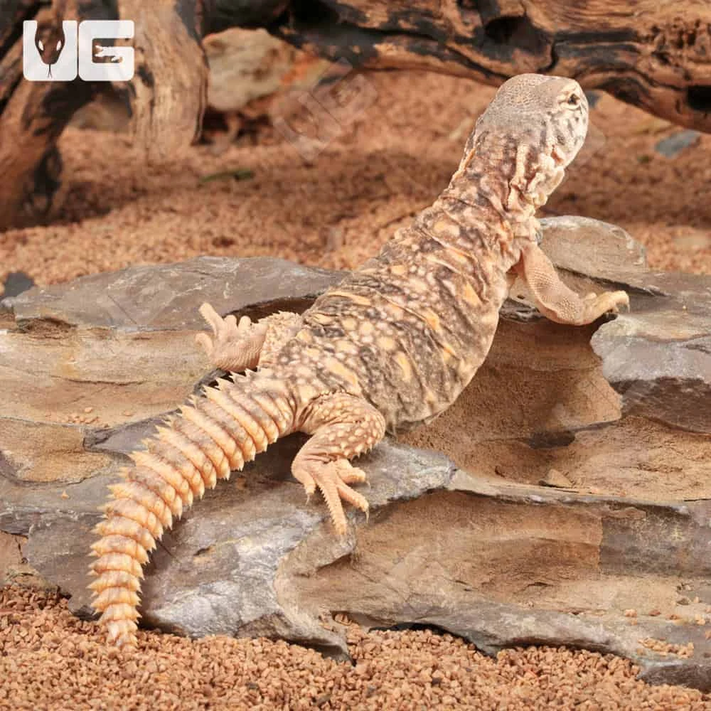 Baby Giant Saudi Arabian Uromastyx - Image 3