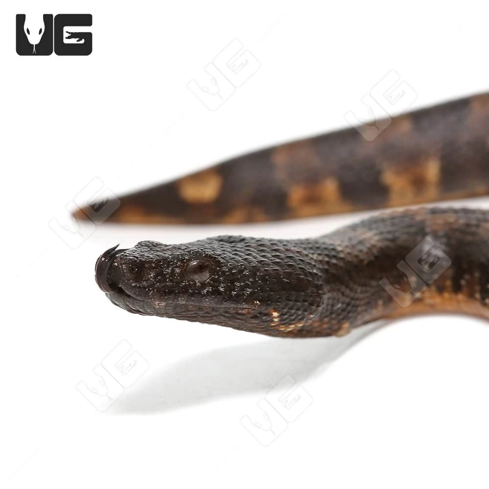 C.B. Baby Viper Boa #3 - Image 2