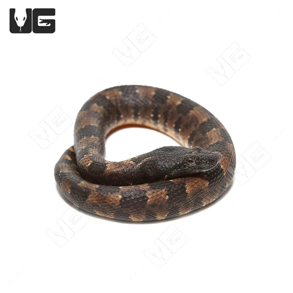 C.B. Baby Viper Boa #3 - Image 3
