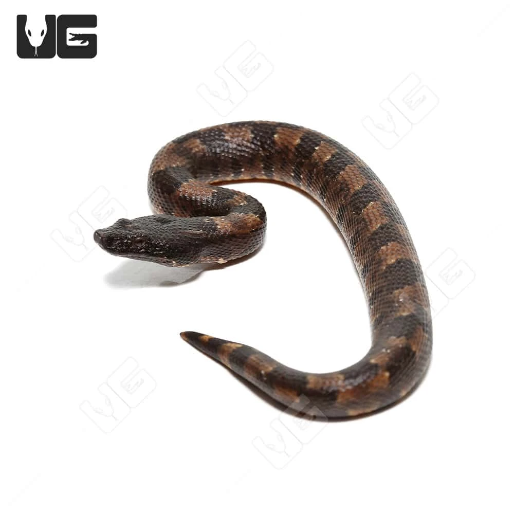 C.B. Baby Viper Boa #3