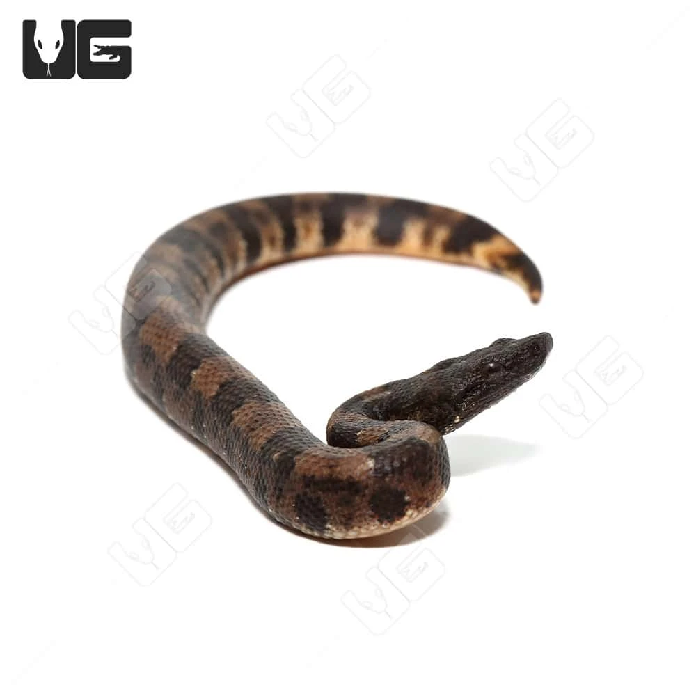C.B. Baby Viper Boa #4 - Image 2