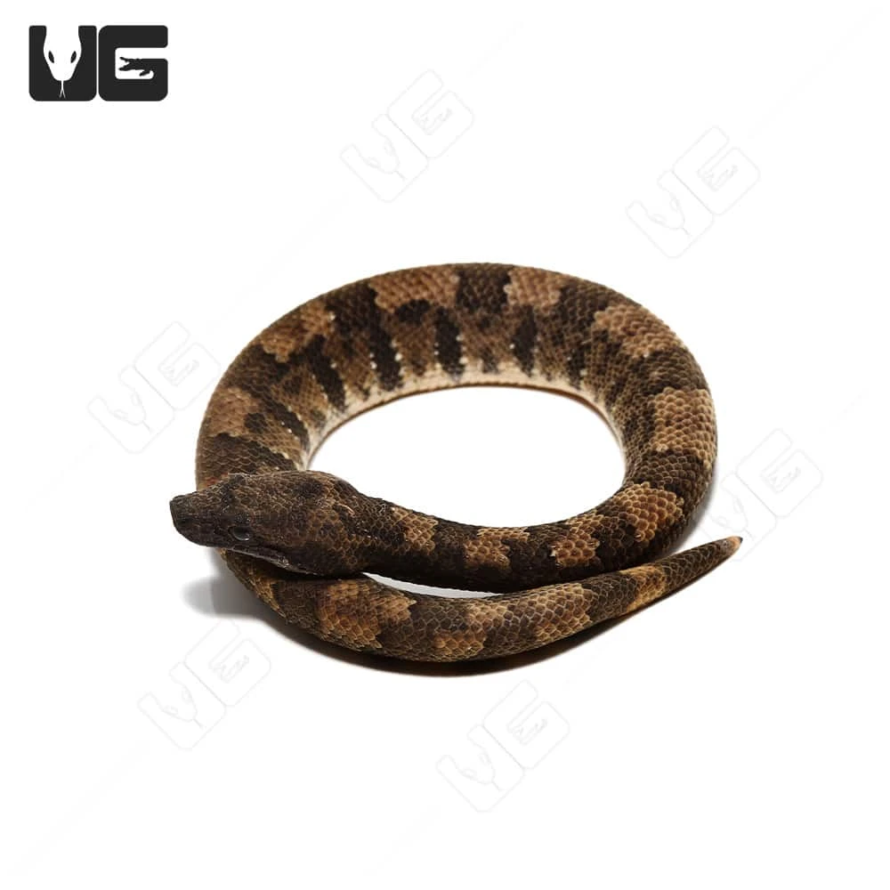 C.B. Baby Viper Boa #4