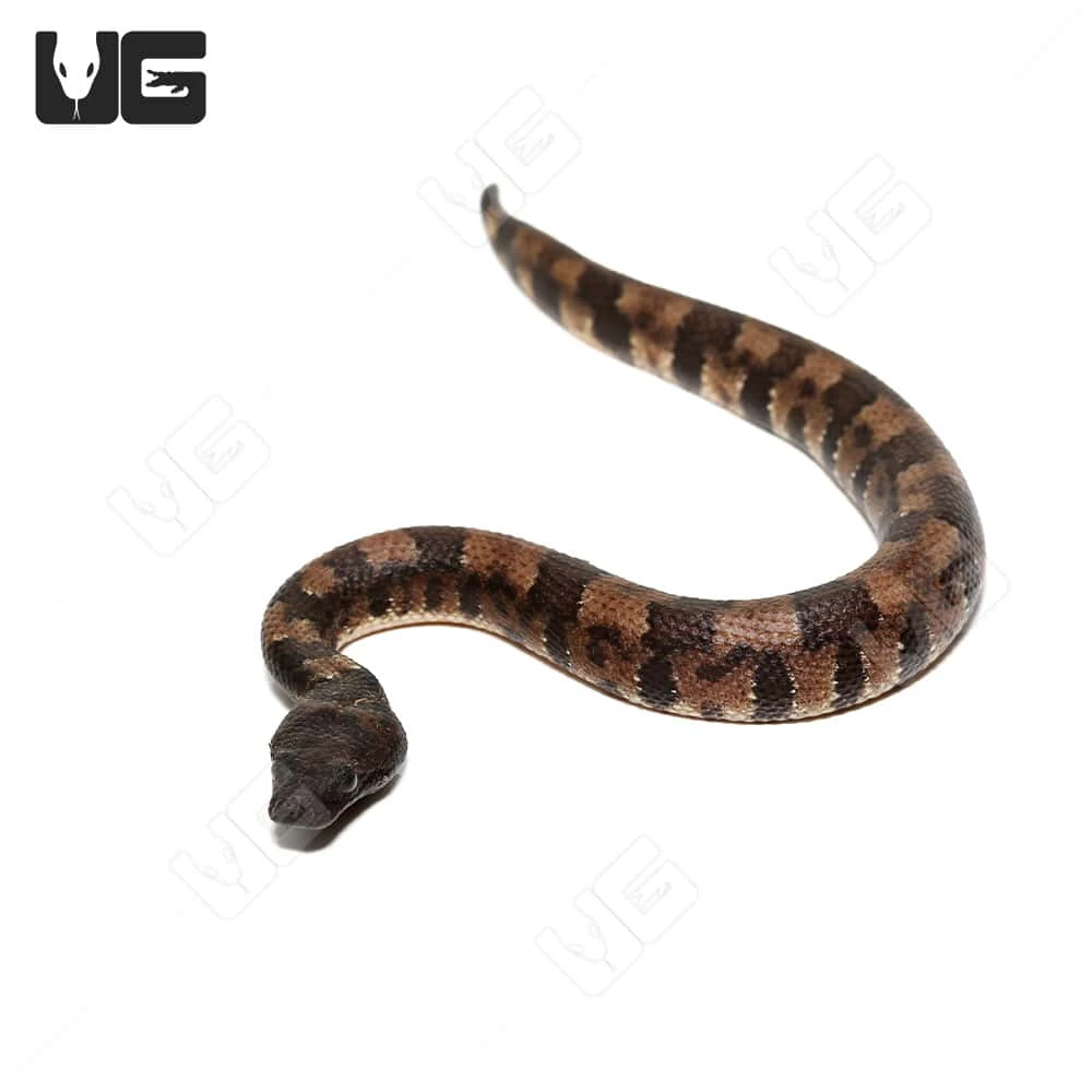 C.B. Baby Viper Boa #4 - Image 3