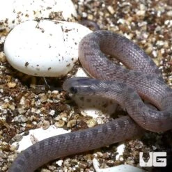 Baby West African Egg Eating Snake