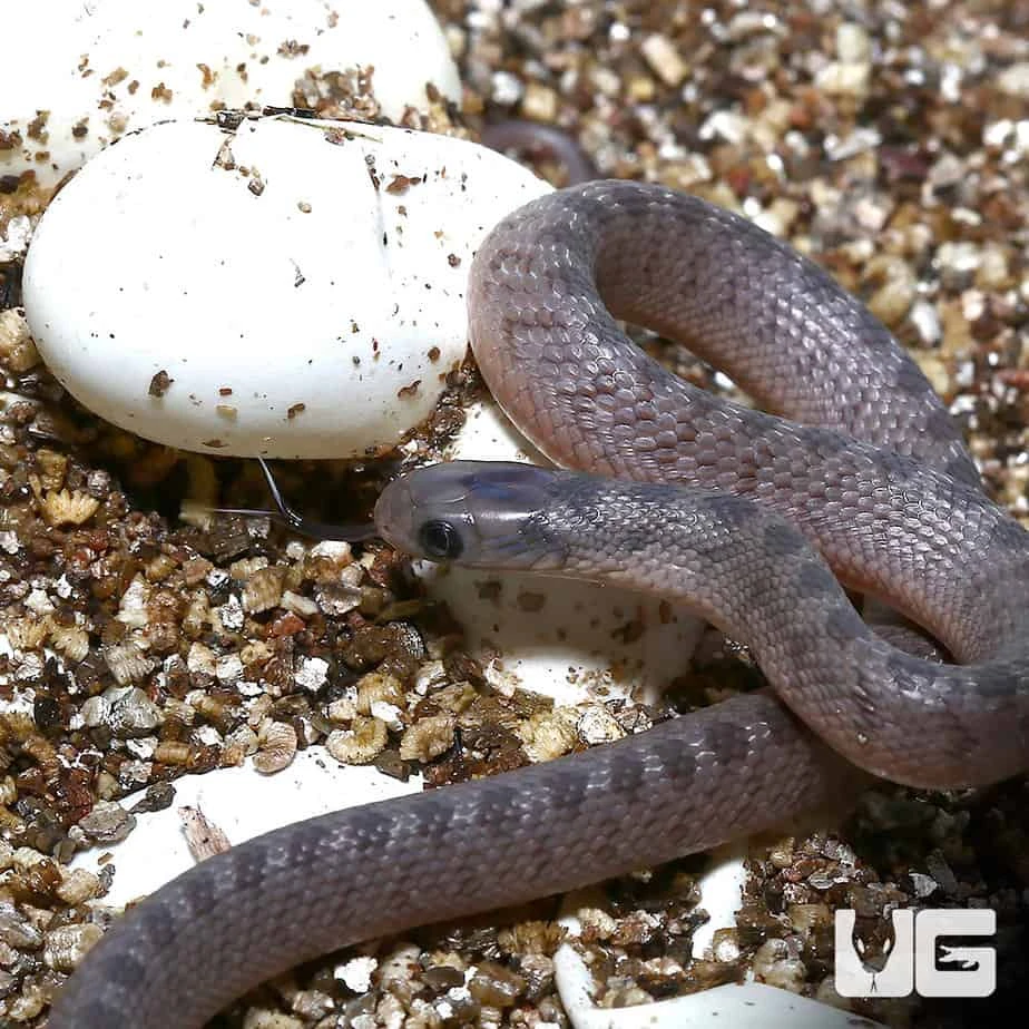 Baby West African Egg Eating Snake