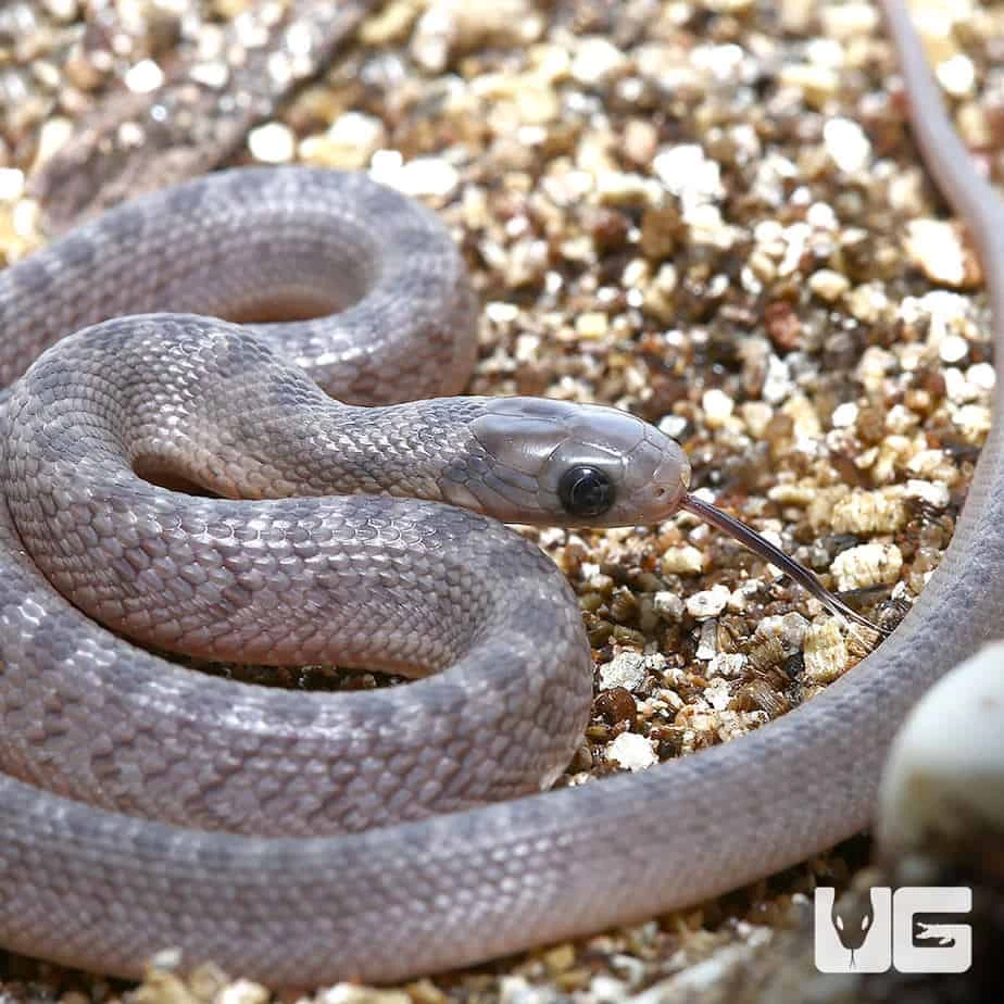Baby West African Egg Eating Snake - Image 2
