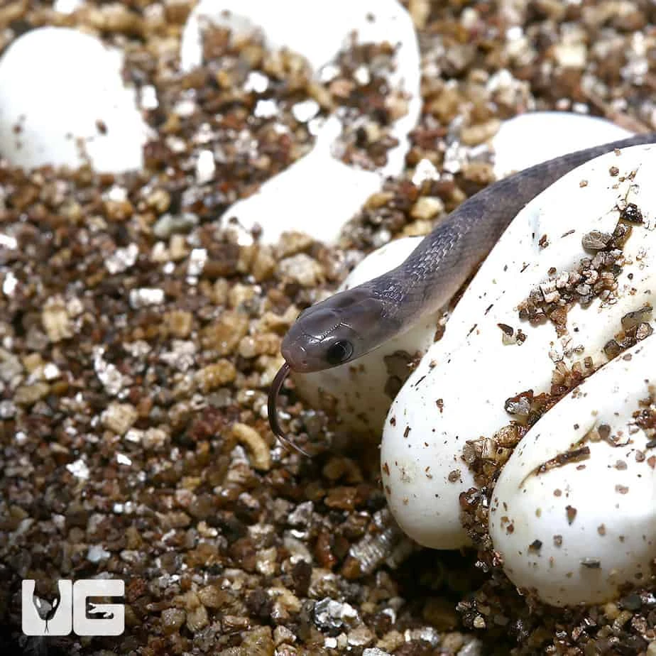 Baby West African Egg Eating Snake - Image 3
