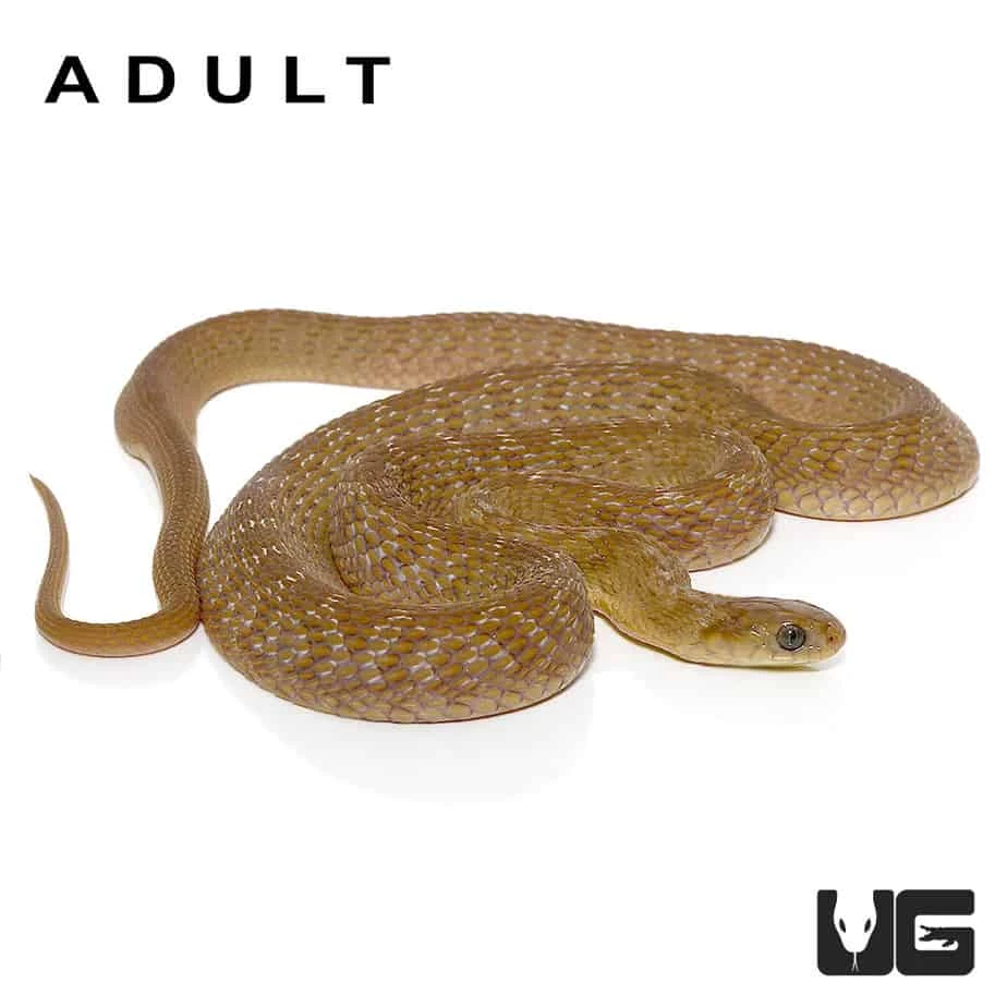 Baby West African Egg Eating Snake - Image 4