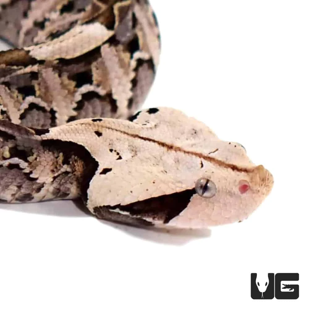 Baby West African Gaboon Viper