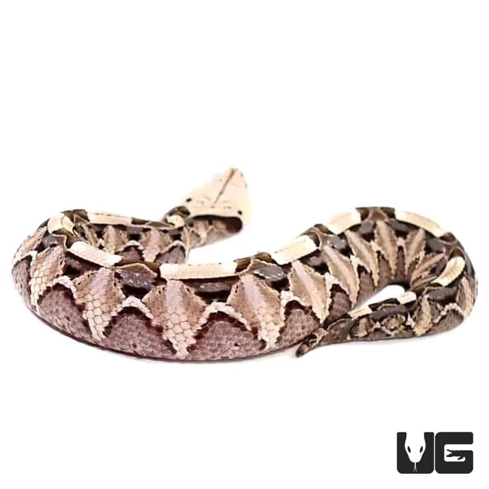 Baby West African Gaboon Viper - Image 2