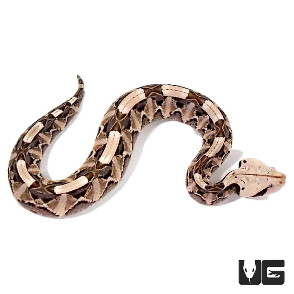 Baby West African Gaboon Viper - Image 3