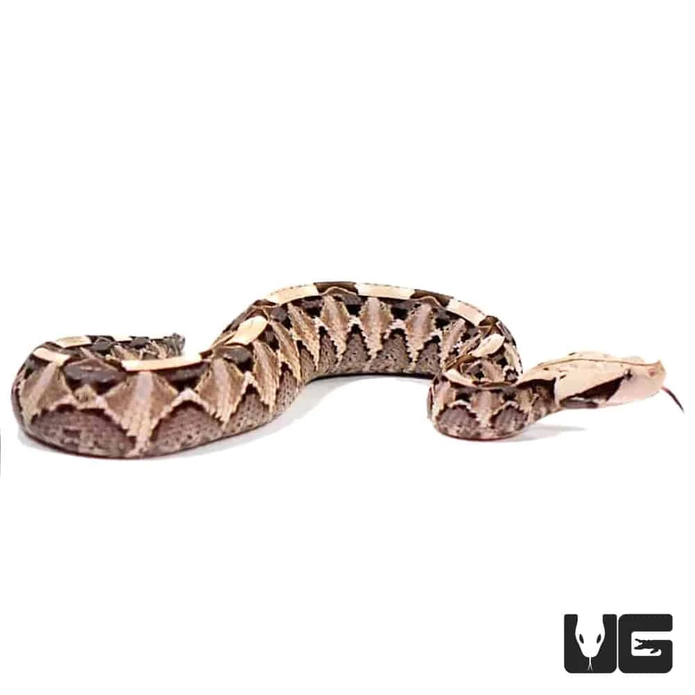 Baby West African Gaboon Viper - Image 4