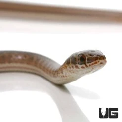 Baby West African Garter Snake