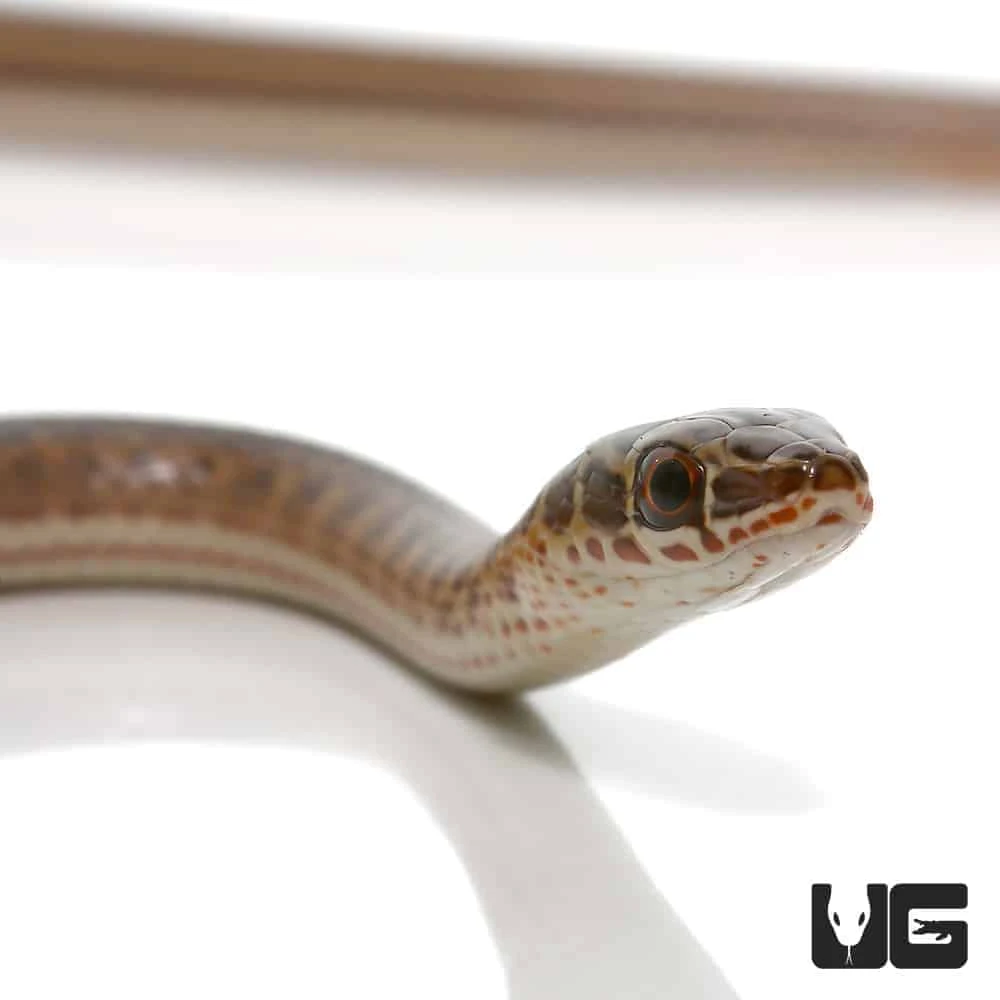 Baby West African Garter Snake