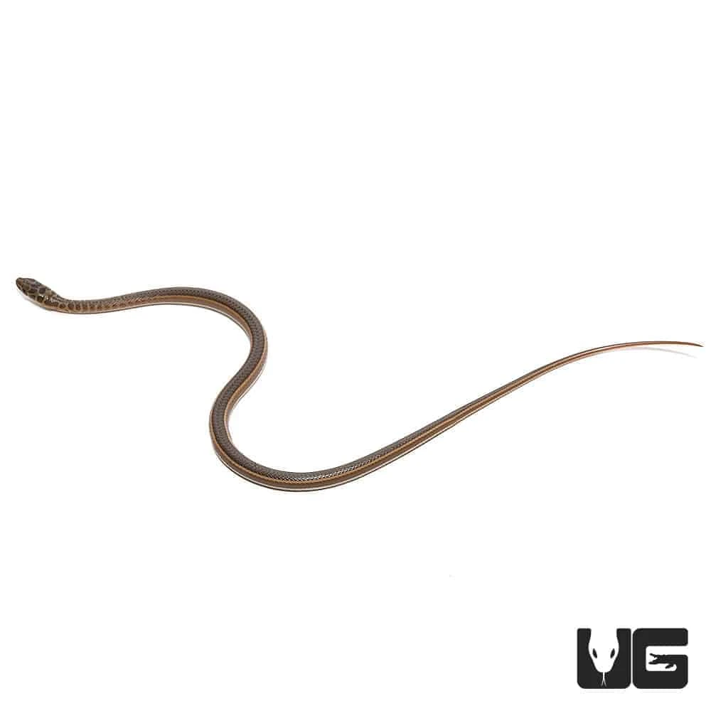 Baby West African Garter Snake - Image 2