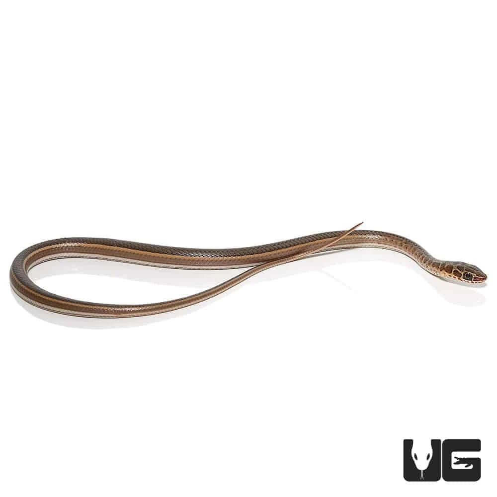 Baby West African Garter Snake - Image 3