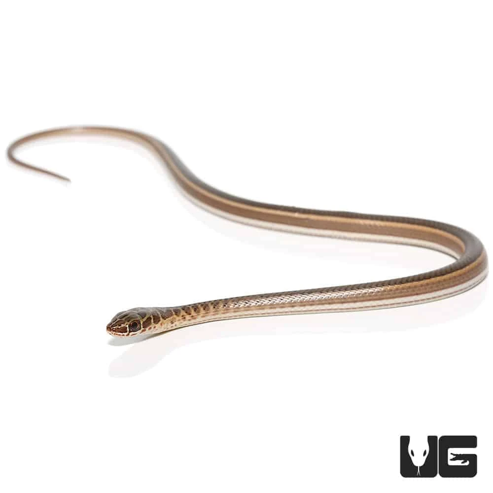 Baby West African Garter Snake - Image 4