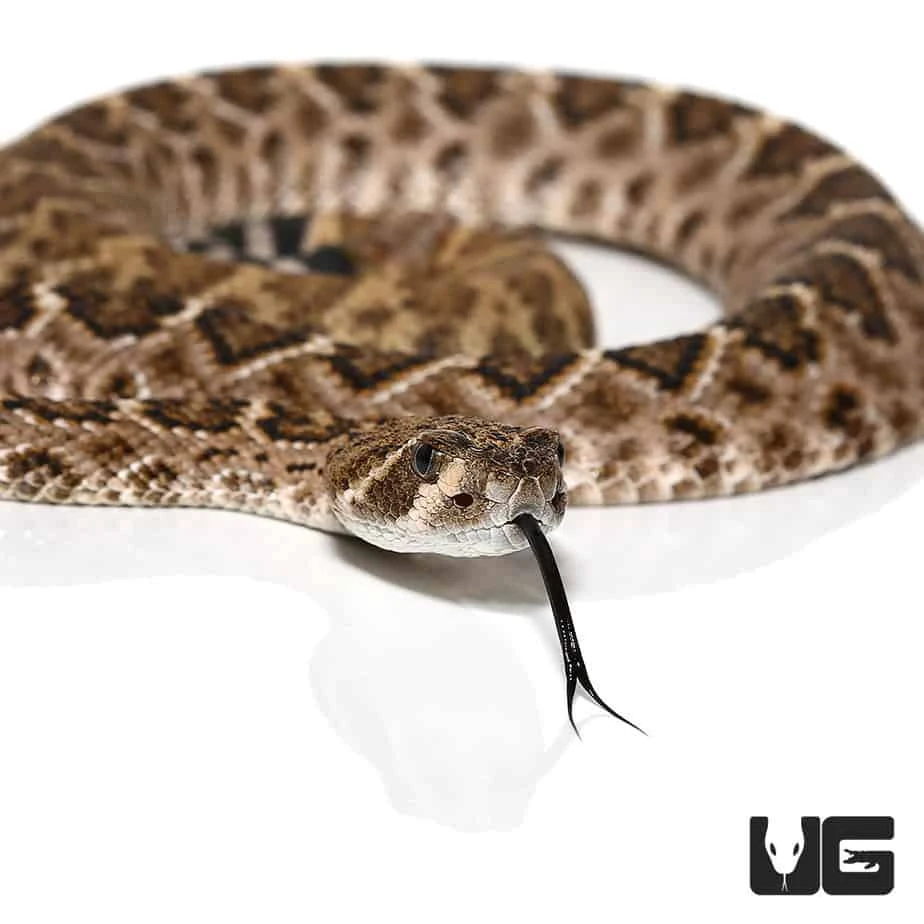 Baby Western Diamondback Rattlesnake - Image 3