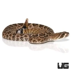 Baby Western Diamondback Rattlesnake
