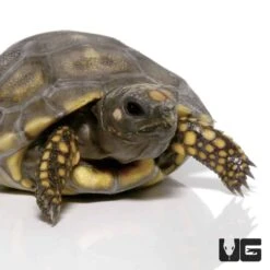 Baby Yellowfoot Tortoise