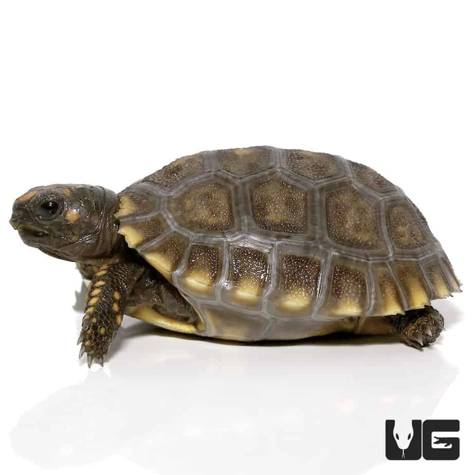 Baby Yellowfoot Tortoise - Image 3