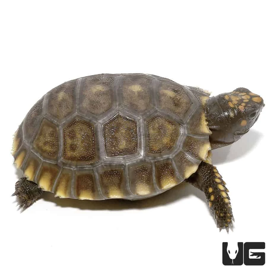 Baby Yellowfoot Tortoise - Image 4