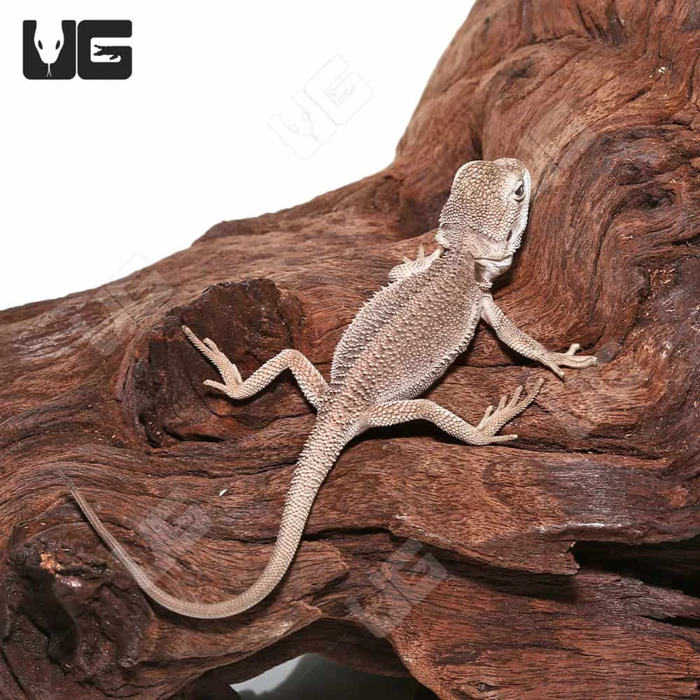 Baby Zero Bearded Dragon #2 (4-5″) - Image 4