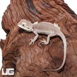 Baby Zero Bearded Dragon #2 (4-5″)