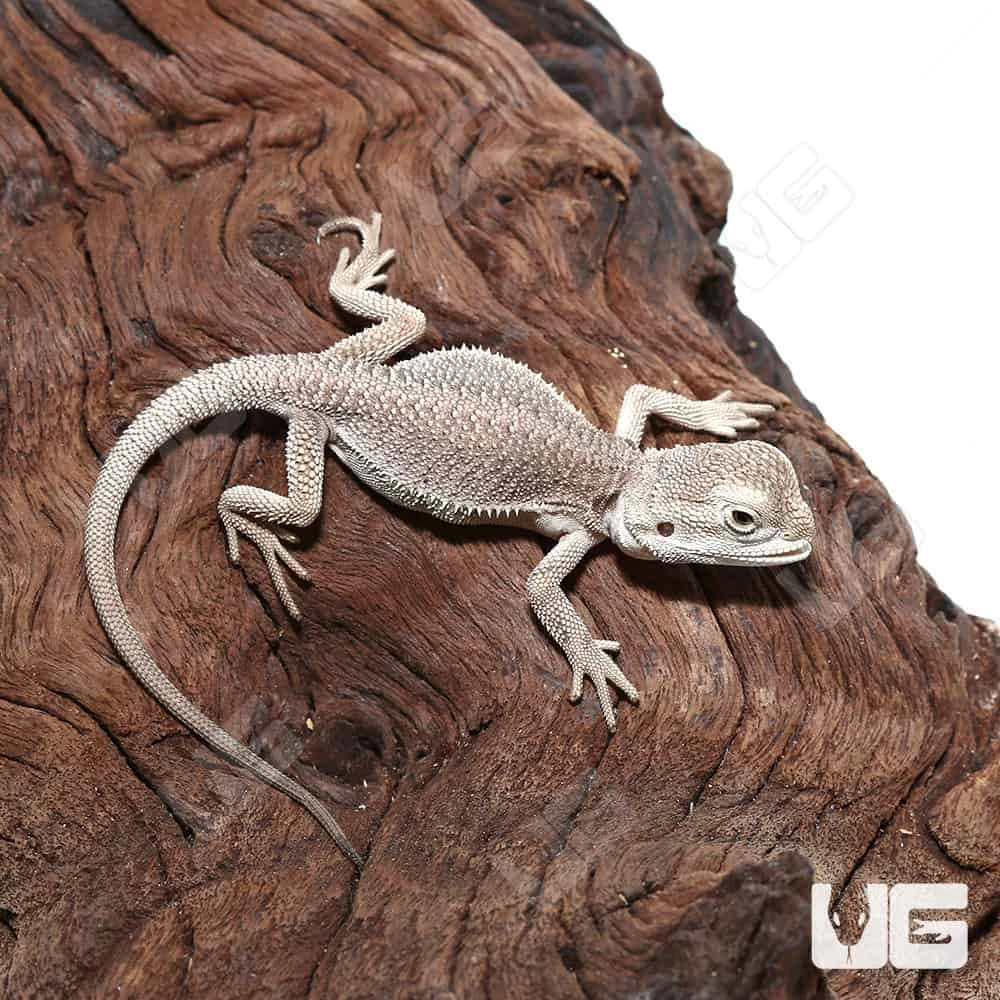 Baby Zero Bearded Dragon #2 (4-5″) - Image 3