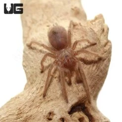 Bahia Grey Birdeater Tarantula (.25 – .75”)