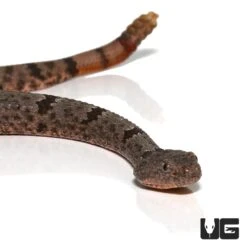 Banded Rock Rattlesnake