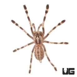 Bengal Four Spotted Ornamental Tarantula (.75 – 1.25”)