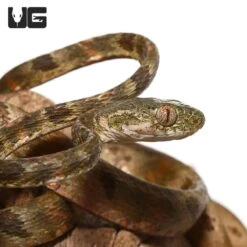 Bengkulu Cat Snake #2