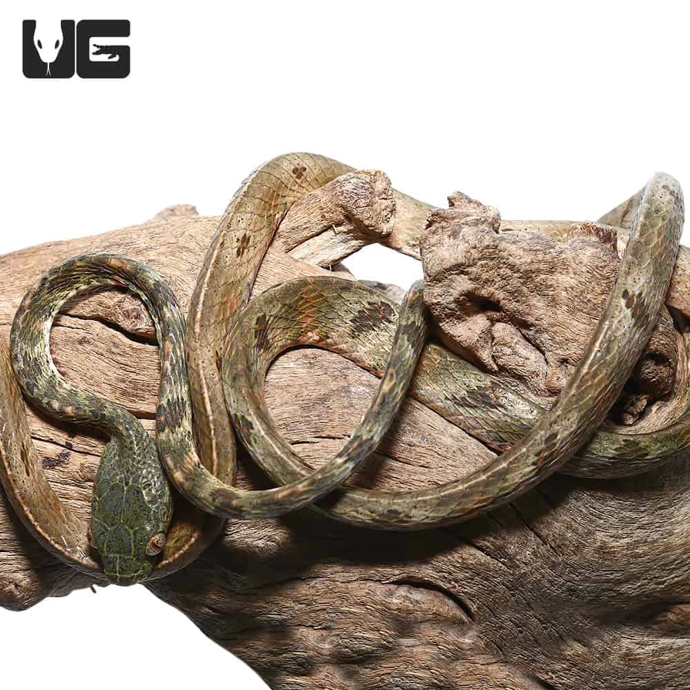 Bengkulu Cat Snake #2 - Image 2