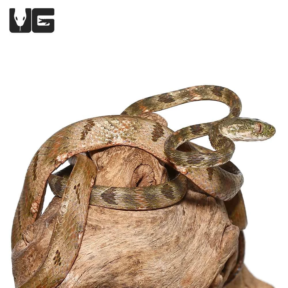 Bengkulu Cat Snake #2 - Image 3