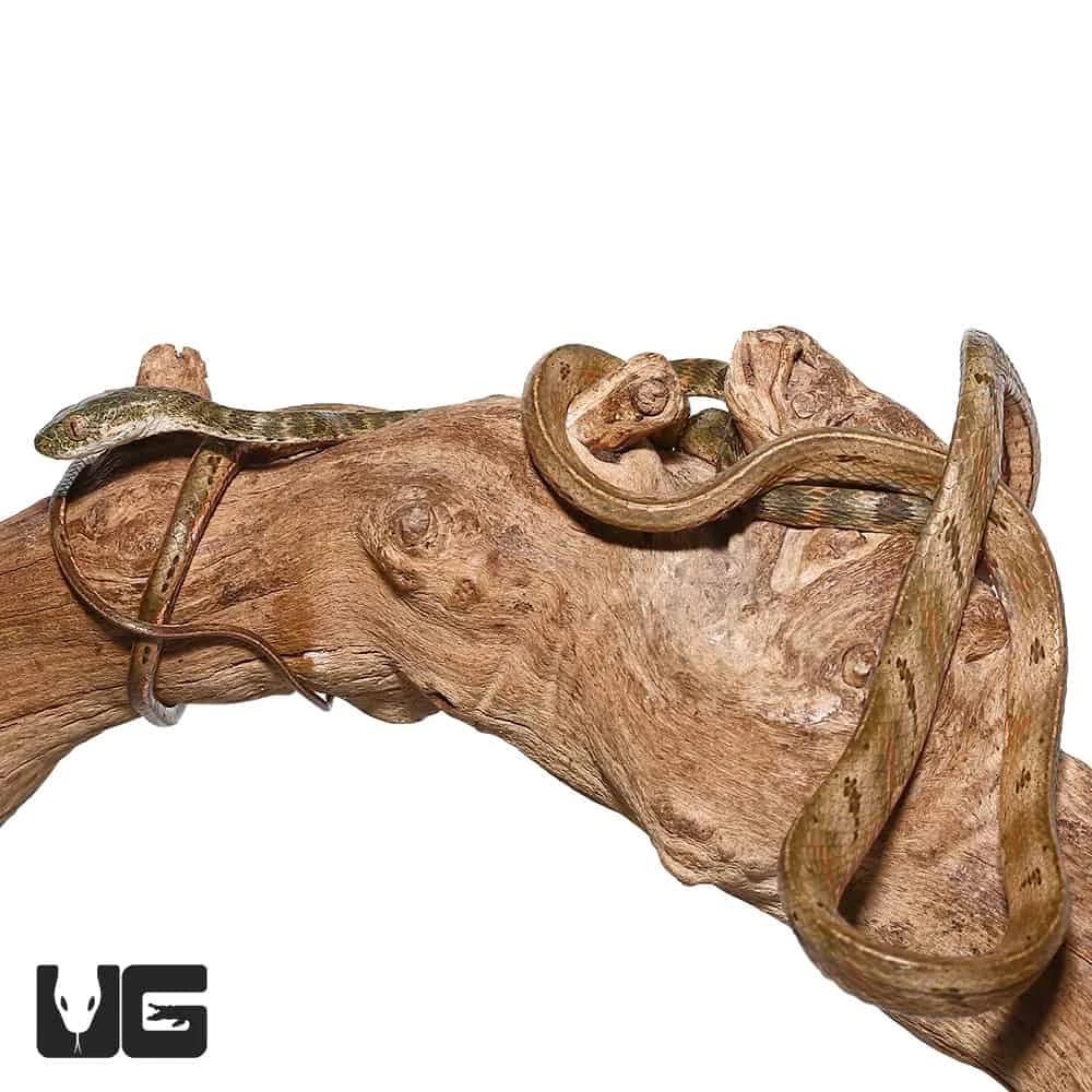 Bengkulu Cat Snake #2 - Image 4