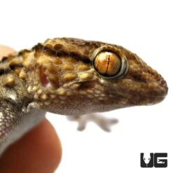 Bibron’s Gecko