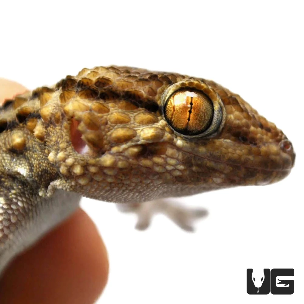 Bibron’s Gecko