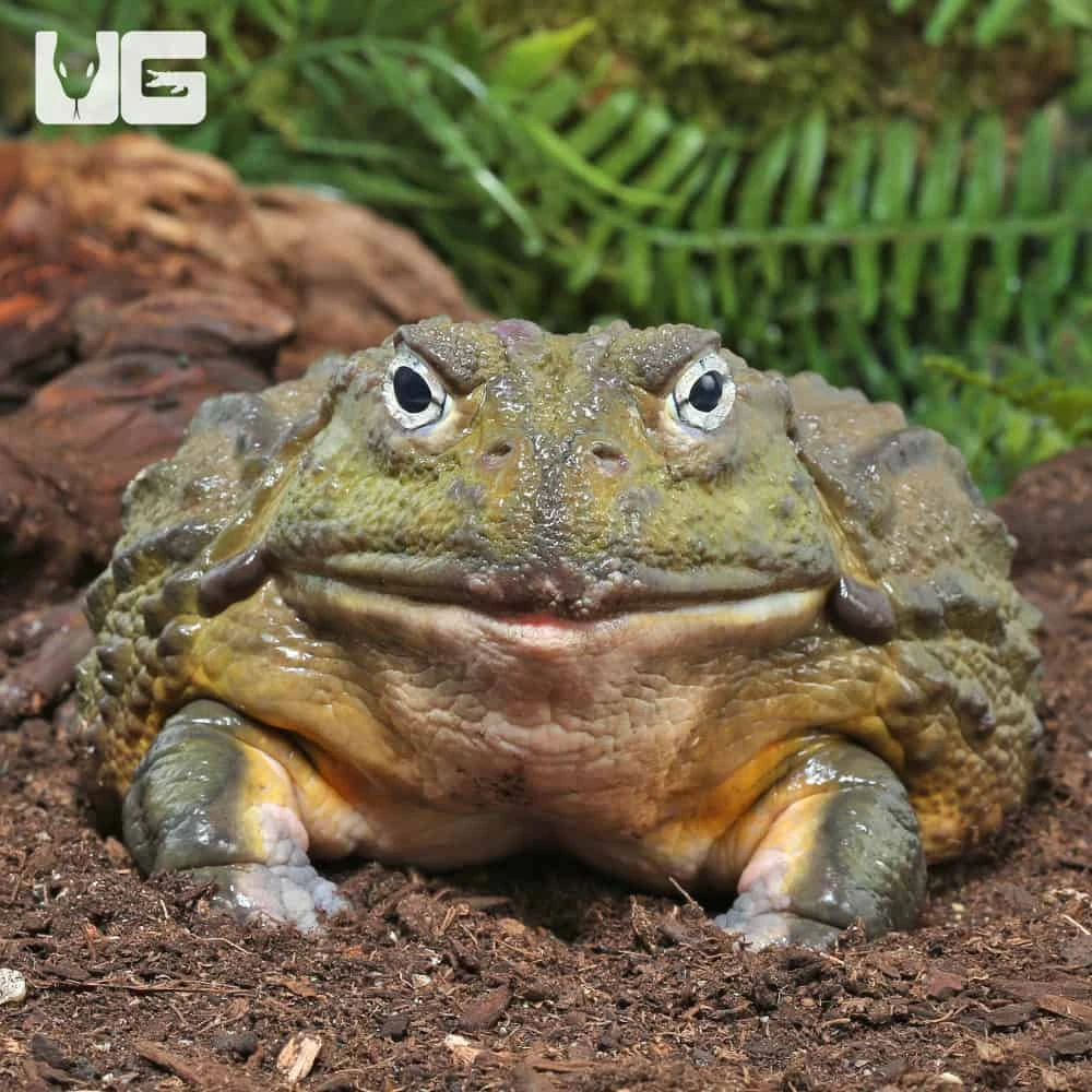 Adult Giant Pixie Frog