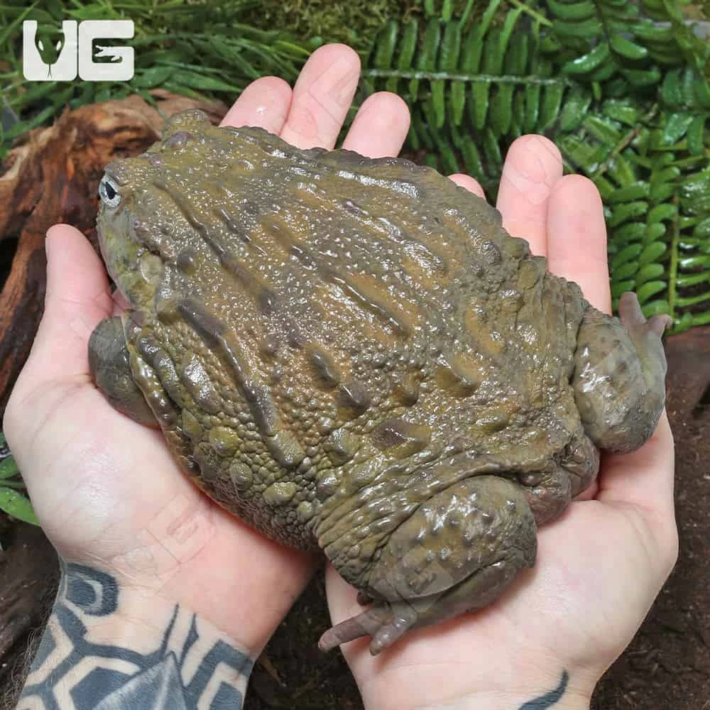 Adult Giant Pixie Frog - Image 2