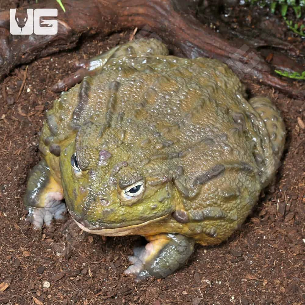 Adult Giant Pixie Frog - Image 3