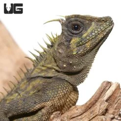 Bintang Horned Tree Dragon