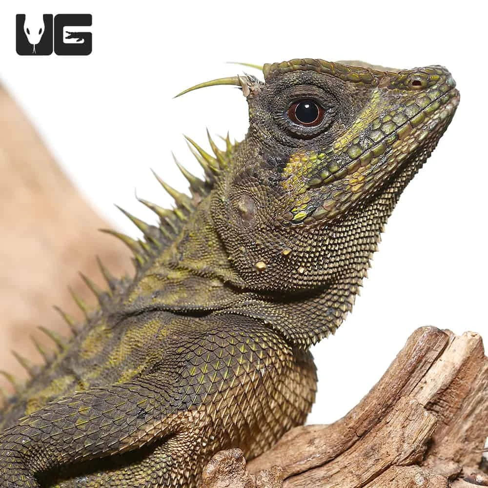 Bintang Horned Tree Dragon