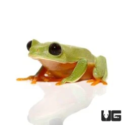 Baby Black Eyed Tree Frog