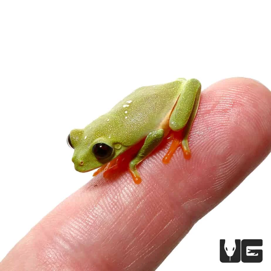 Baby Black Eyed Tree Frog - Image 2