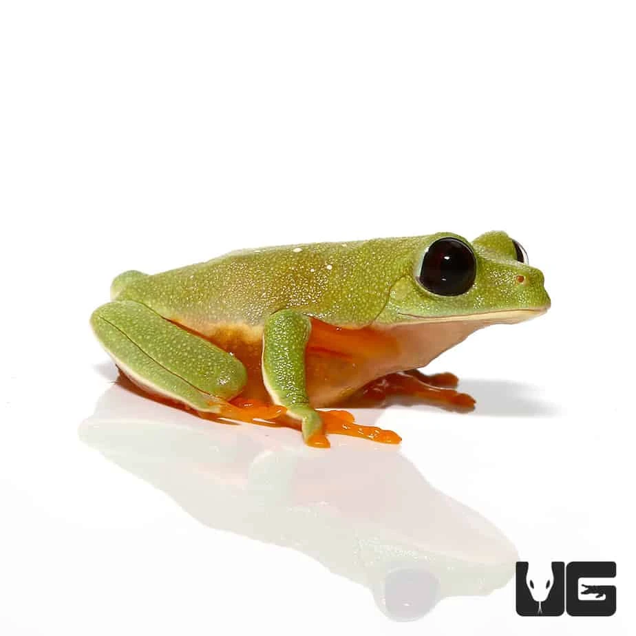 Baby Black Eyed Tree Frog - Image 4
