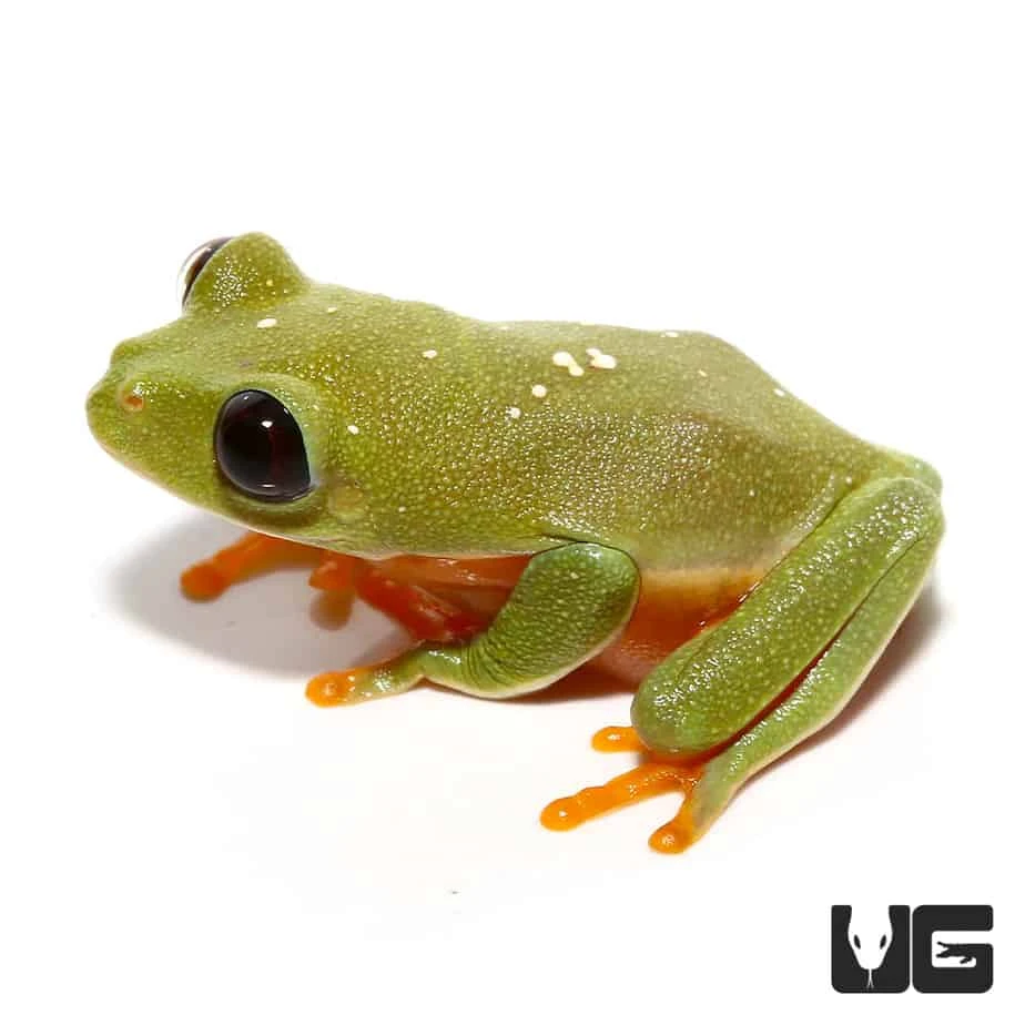 Baby Black Eyed Tree Frog - Image 3