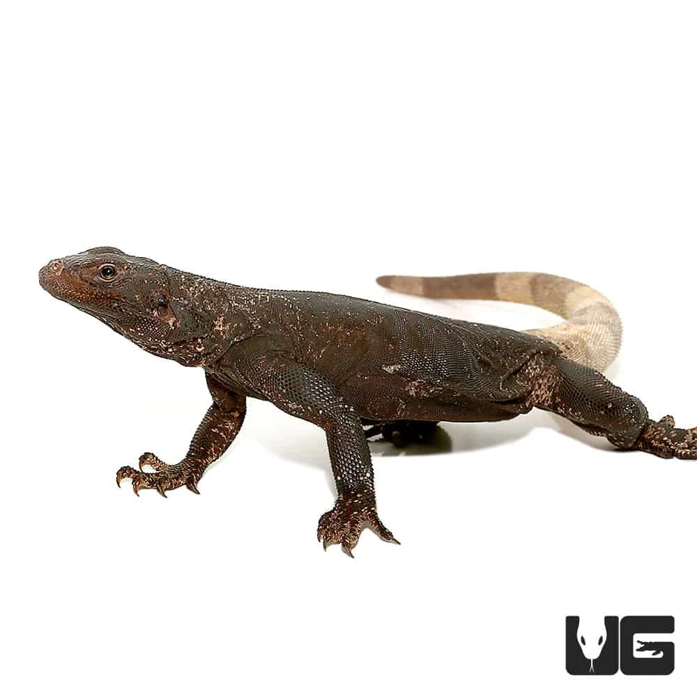 Black And White Chuckwalla - Image 2